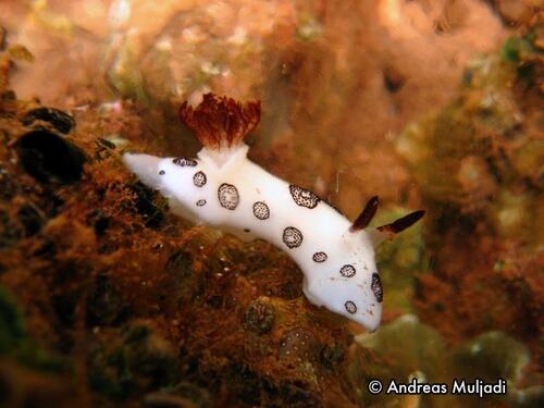 Mourning Dorid — seen at this dive site