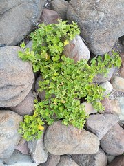 Passiflora fruticosa