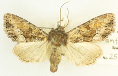 Apamea auranticolor