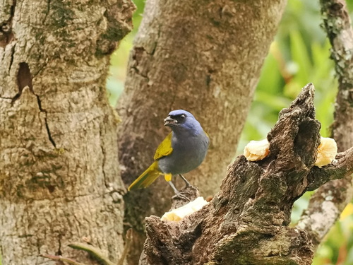 Blue-capped Tanager (Sporathraupis cyanocephala), photo 4