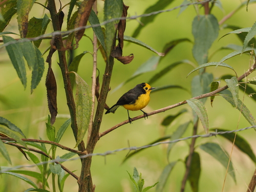 Golden-fronted Whitestart (Myioborus ornatus)