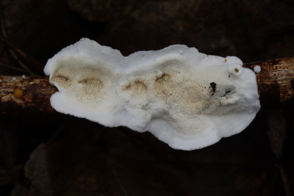 Byssomerulius corium · January 2026 · photo: © bjoerns (iNaturalist, cc-by)