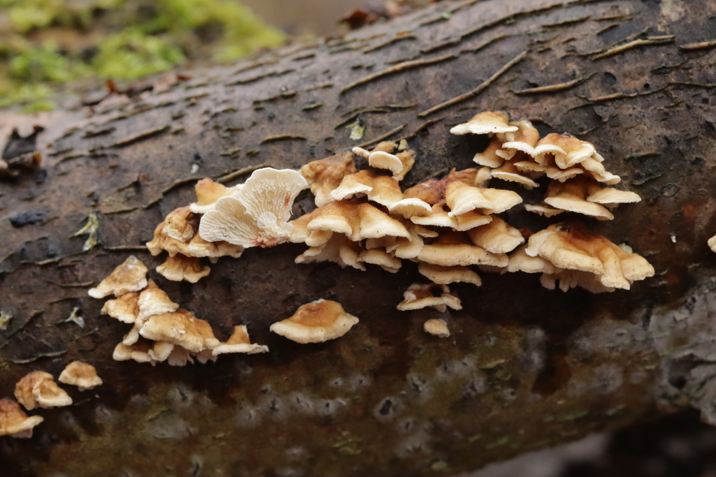 Plicatura crispa · January 2026 · photo: © bjoerns (iNaturalist, cc-by)
