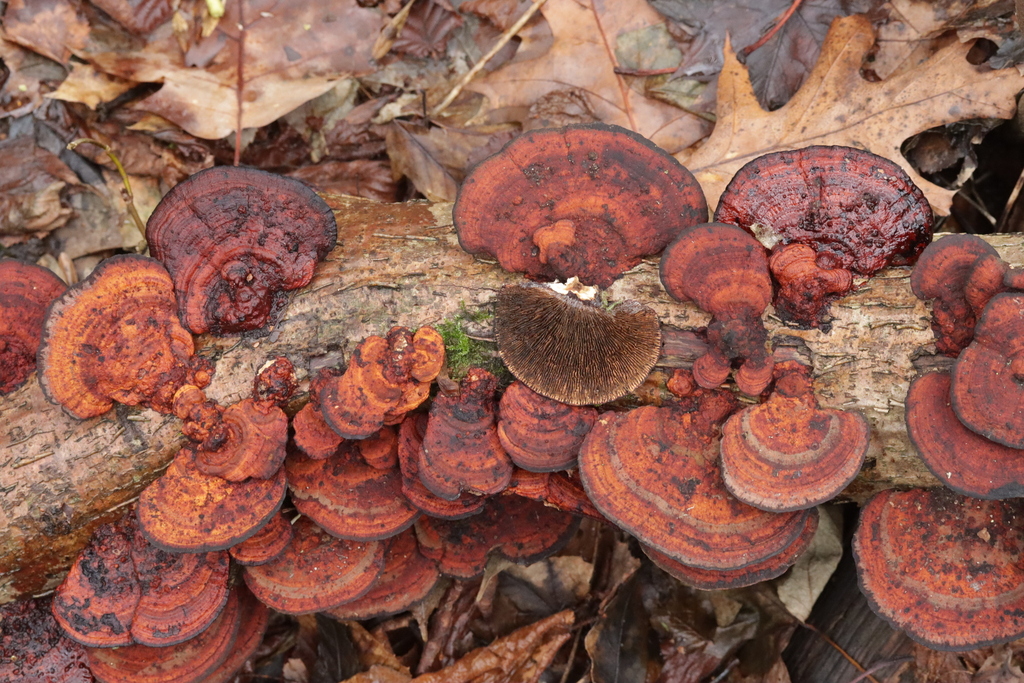 Daedaleopsis confragosa tricolor · January 2026 · photo: © bjoerns (iNaturalist, cc-by)