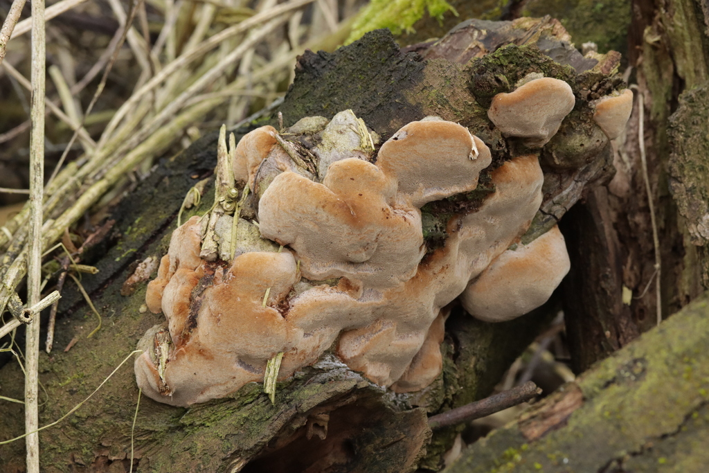 Phellinus pomaceus · January 2026 · photo: © bjoerns (iNaturalist, cc-by)