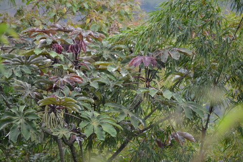 Cecropia mutisiana (Cecropia mutisiana)