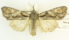 Apamea spaldingi