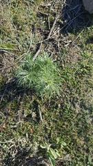 Artemisia californica