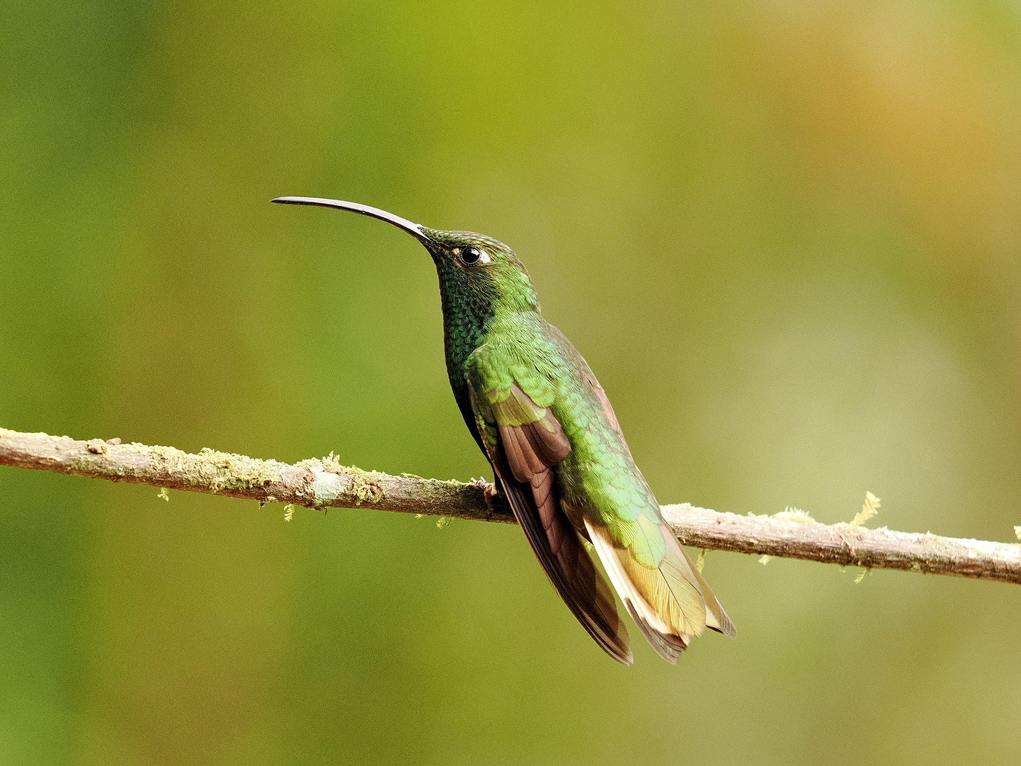 Mountain Velvetbreast (Lafresnaya lafresnayi), photo 1