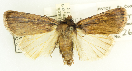 Tesagrotis corrodera