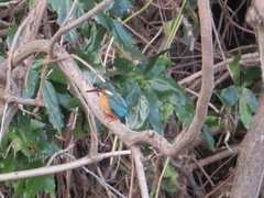 Alcedo atthis bengalensis