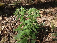 Lithospermum tuberosum