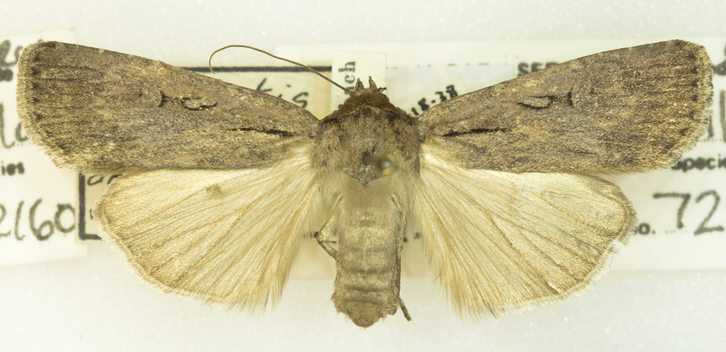 w-marked cutworm