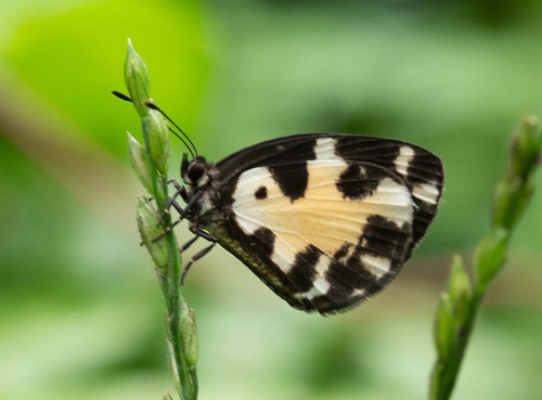 Falcuna synesia fusca
