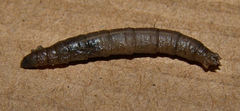 Tipulidae