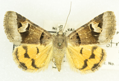 Drasteria perplexa