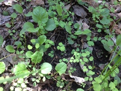 Thalictrum arkansanum