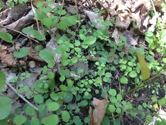 Thalictrum arkansanum