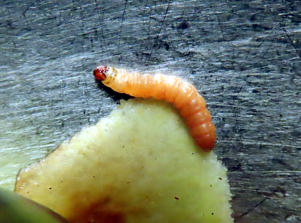 Codling Moth from 16 Virginia Heights, Otamatea, Whanganui, New Zealand ...