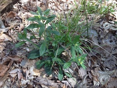 Lithospermum tuberosum