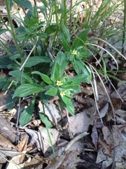 Lithospermum tuberosum