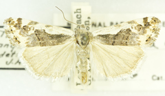 Tarache augustipennis