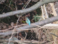 Alcedo atthis bengalensis