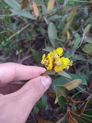 Byrsonima viminifolia