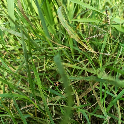 Small Transverse Ladybird Beetle