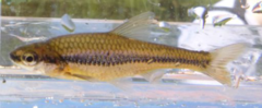 Notropis heterodon