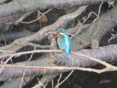 Alcedo atthis bengalensis