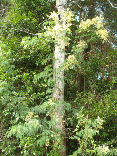 Image of Acacia schinoides by (c) Stephen Thorpe, some rights reserved (CC BY)
