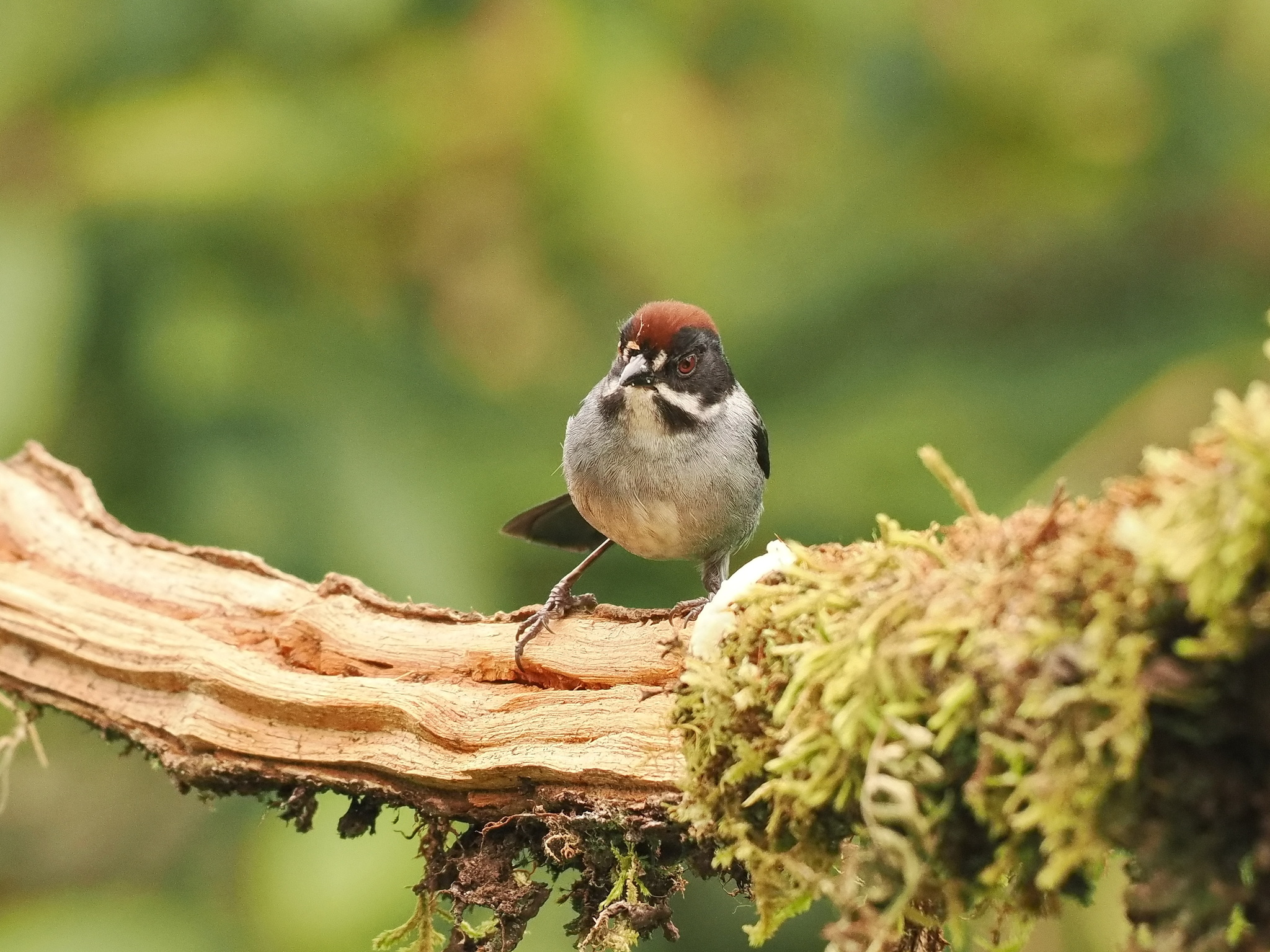 Slaty Brushfinch (Atlapetes schistaceus), photo 3