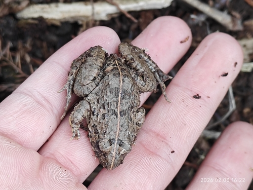 Rice field frog