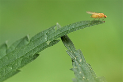 Lauxaniidae
