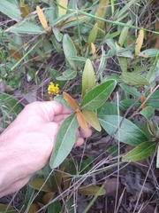 Byrsonima viminifolia