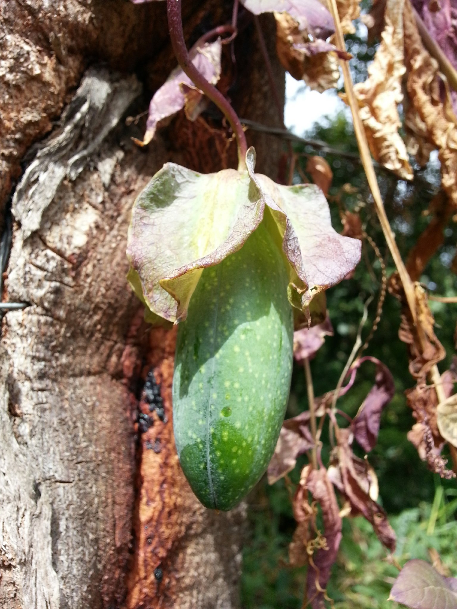 Polemoniaceae image