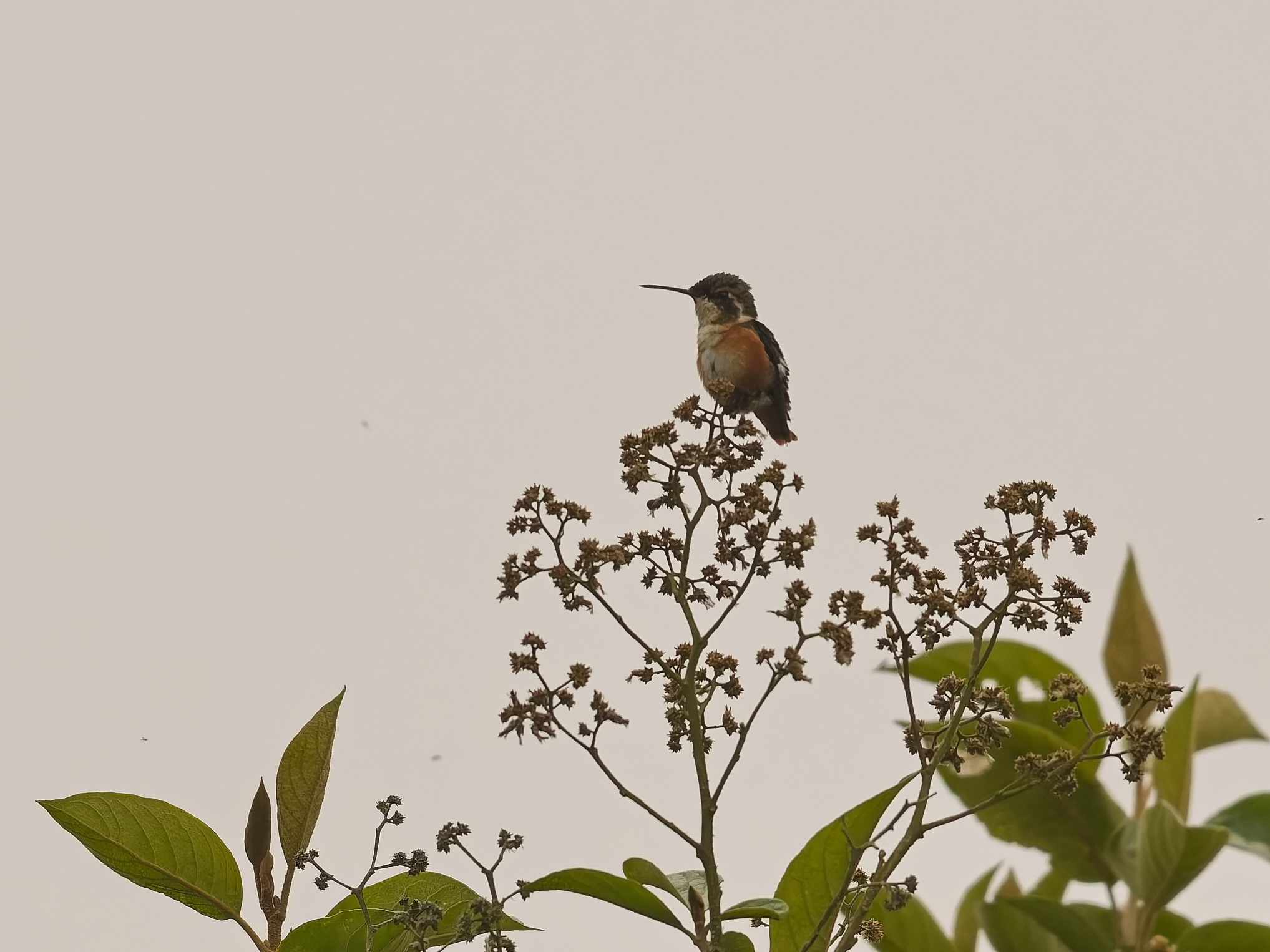 White-bellied Woodstar (Chaetocercus mulsant), photo 1