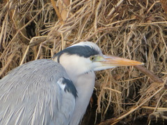 Ardea cinerea