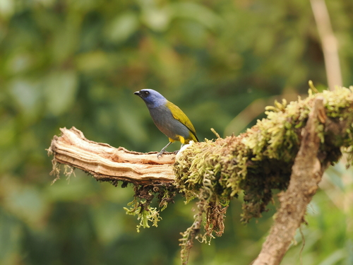 Blue-capped Tanager (Sporathraupis cyanocephala), photo 3