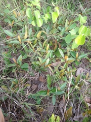 Byrsonima viminifolia