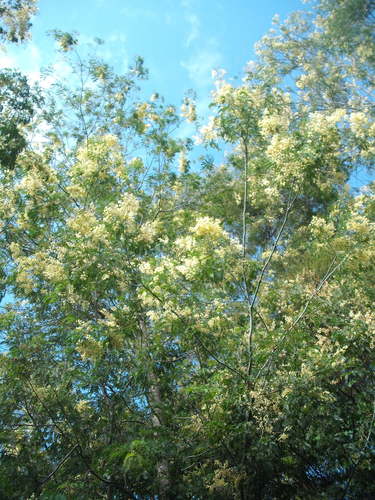 Image of Acacia schinoides by (c) Stephen Thorpe, some rights reserved (CC BY)