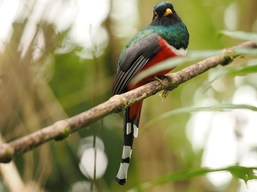 Masked Trogon (Trogon personatus), photo 4