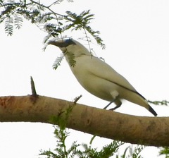 Leucopsar rothschildi
