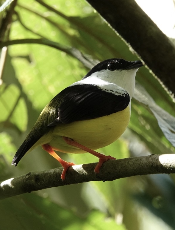 White-collared Manakin (Manacus candei), photo 10
