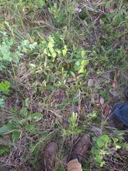 Byrsonima viminifolia