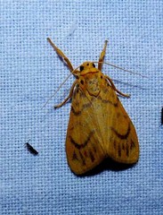Ammatho cuneonotatus
