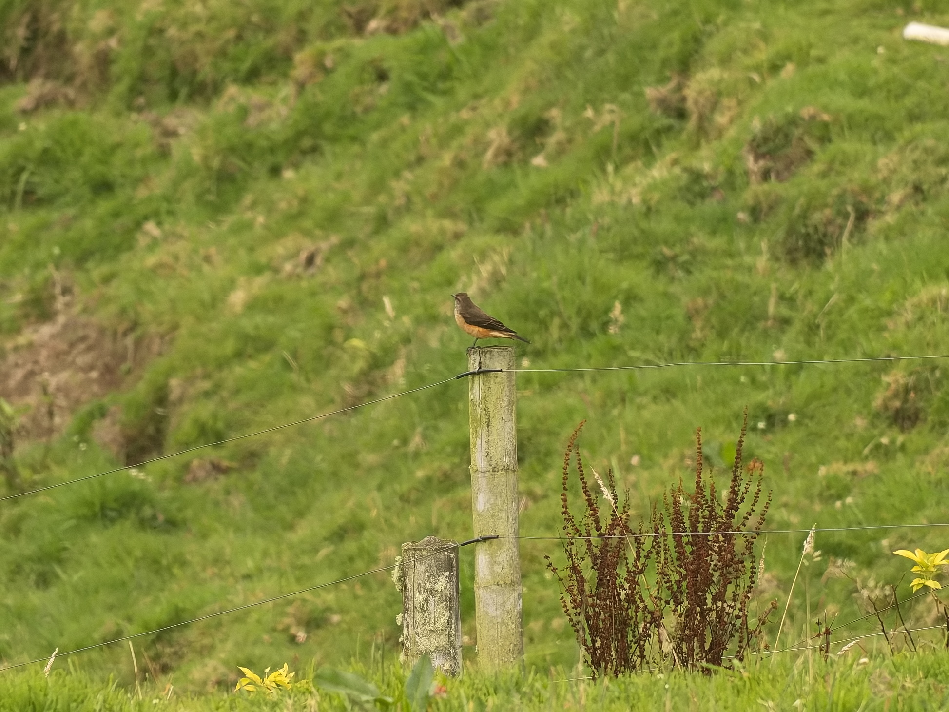 Streak-throated Bush Tyrant (Myiotheretes striaticollis), photo 3