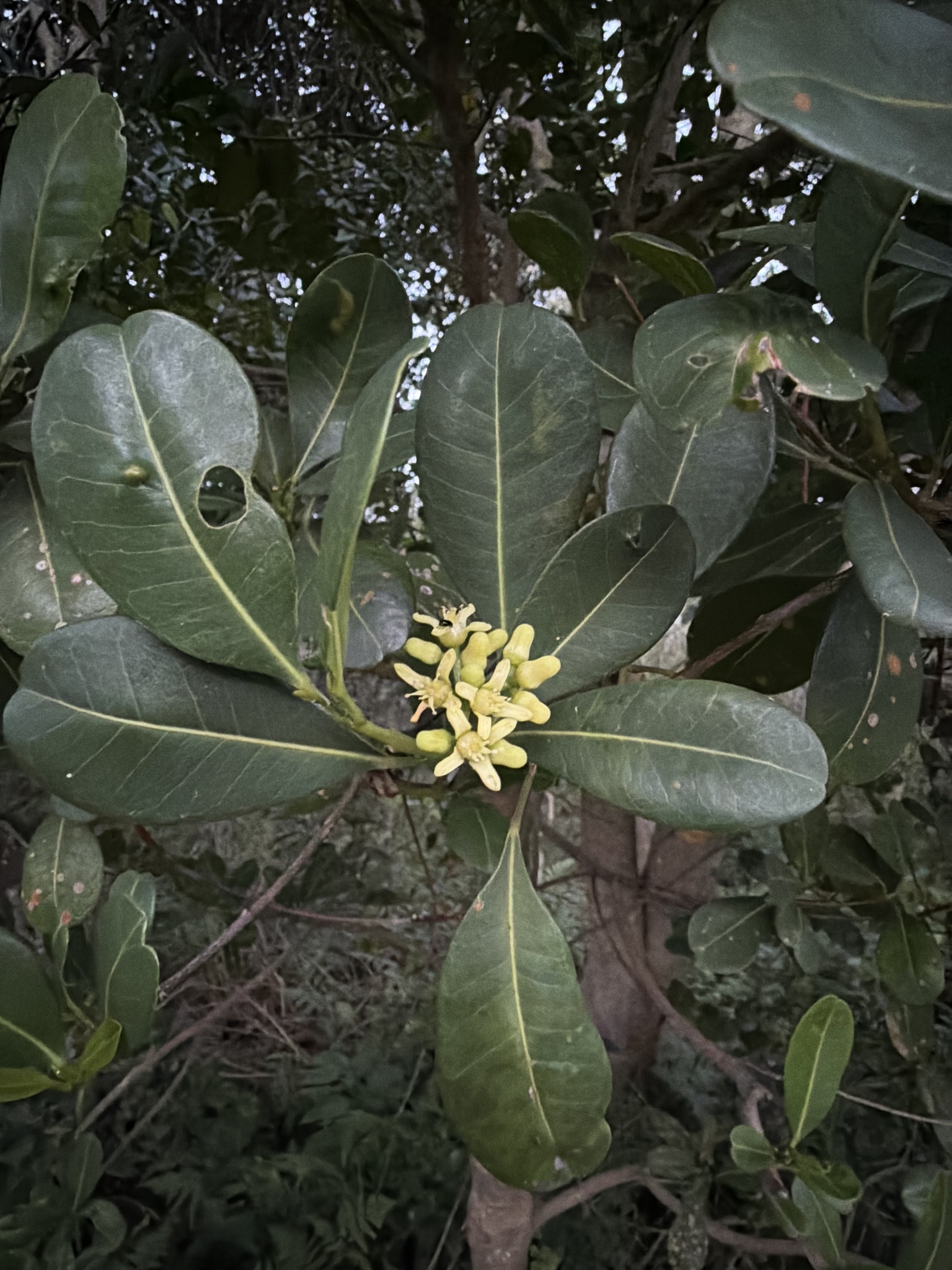 Logan Apple (Acronychia imperforata)