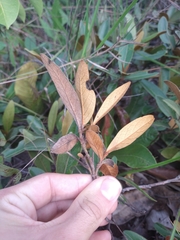 Byrsonima viminifolia